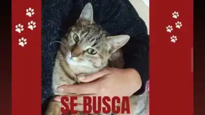La desesperada búsqueda de 'Donatella': la gatita que desapareció en el barrio Cuyaya