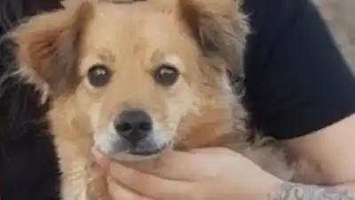 Un vecino de Mariano Moreno ofrece recompensa por encontrar a su mascota perdida