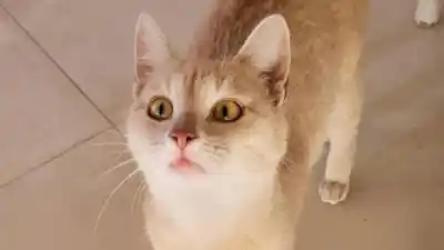 La angustia de una familia de Alto Padilla: buscan a su gato 'Leoncito' y temen lo peor