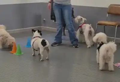 Boletines y siesta programada: el jardín de infantes para perros que revoluciona a las mascotas