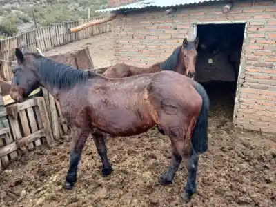 El hallazgo que estremeció al Alto Valle: dos caballos faenados y una marcha que crece
