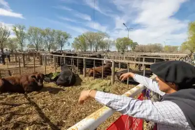 La lluvia cambió el ánimo del campo: Río Colorado abre la temporada de exposiciones con récord de consignatarias