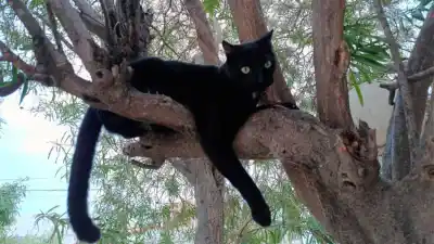 ¿Viste a Marcelo? El gato negro que tiene a una familia en vilo en barrio Juramento