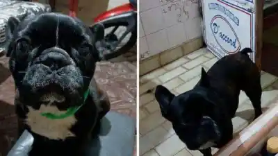 La angustia de una familia: “Thor” desapareció en el barrio San Pedrito