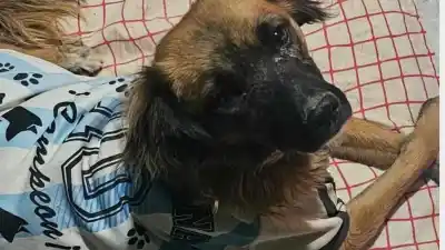 Desesperada búsqueda en La Quiaca: ofrecen recompensa por una perra perdida en el puente internacional