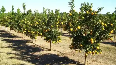 Alerta en Entre Ríos: los productores de cítricos no llegan a cubrir los costos y peligra la próxima campaña