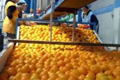 Cierra un histórico galpón de empaque en Bella Vista: la citricultura correntina pierde otra batalla