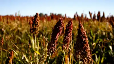 El sorgo que rinde más en Misiones: los resultados del ensayo que busca terminar con las dudas de los productores