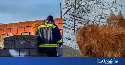Un perro quedó atrapado en un techo: los bomberos tuvieron que actuar rápido
