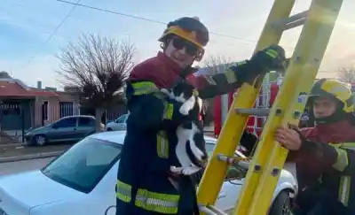 Un gato quedó atrapado en un poste de luz y los bomberos lo rescataron con una escalera