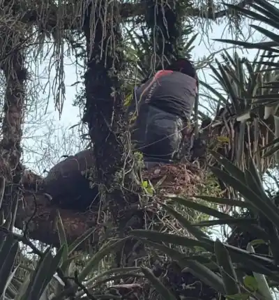 Quedó colgado en un árbol tras un aterrizaje fallido: el rescate que mantuvo en vilo a Yerba Buena