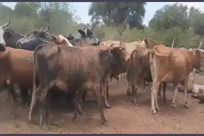 Desaparecieron 70 vacas de un campo y la denuncia sacude a Sol de Julio