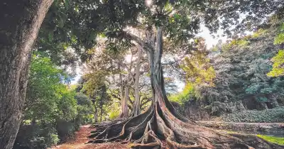 El secreto del ombú: la hierba gigante que no es árbol y su leyenda oculta