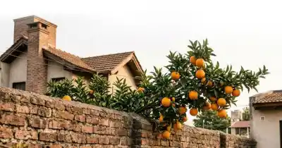 De vecinos enemigos a marido y mujer: la insólita historia de amor que nació por un limonero