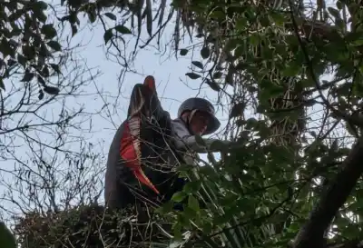 El insólito rescate de un parapentista que quedó colgado de un árbol en los cerros tucumanos