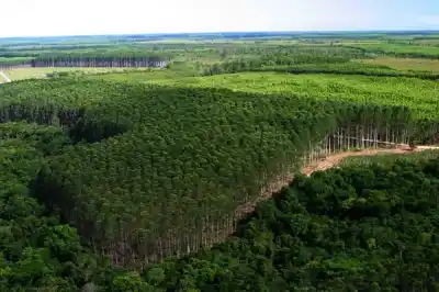 El dato geográfico que enciende la alarma en Misiones por la venta de tierras a extranjeros