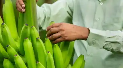 ¿Qué pasó con la banana del norte? La medida que tiene en vilo a los productores