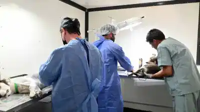 El quirófano móvil aterriza en los barrios: cronograma completo de castraciones