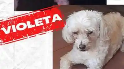 Una familia desesperada busca a su perra perdida en Alto Comedero