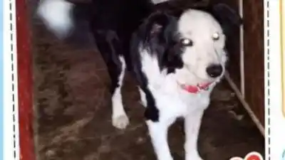 ¿Viste a este perro? Drako desapareció en el barrio Belgrano y sus dueños lo buscan desesperadamente