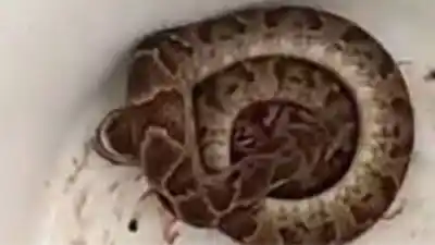 Encontró una víbora en su casa y esto es lo que recomiendan los expertos de Jujuy