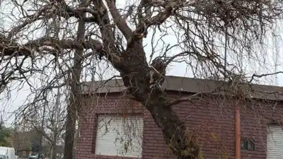 Un árbol sostenido por cables mantiene en vilo a vecinos del barrio Sarmiento