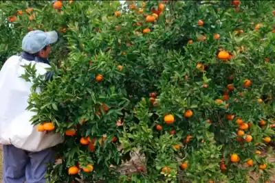 Citricultura en jaque: el kilo de naranja no llega a $50 y peligra la campaña 2027