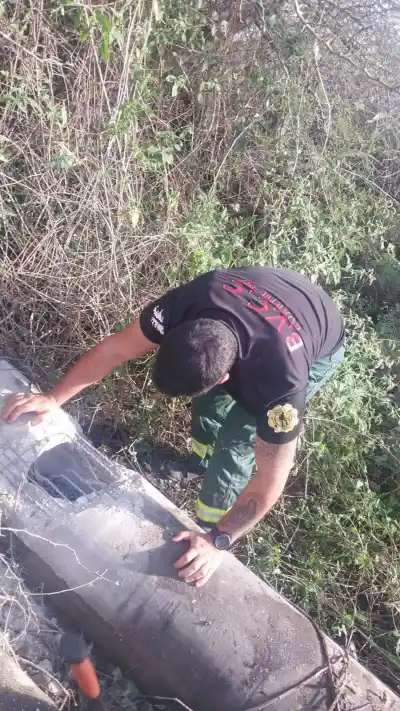 Atrapados en un poste de hormigón: el insólito rescate de dos perros y un zorro que conmocionó a Corrientes