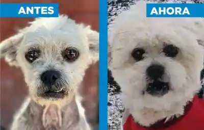 De Adrogué a Bariloche: la increíble historia de Arturo, el perro que encontró la felicidad