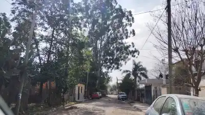 Un árbol de 40 metros tiene en vilo a Río Blanco: el peligro que denuncian hace 20 años