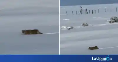 Un felino sorprendió a los conductores en la Ruta 43: el video que cautiva a Santa Cruz