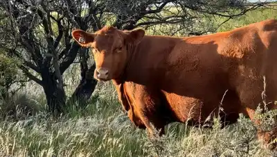 ¿Cómo convierte la Patagonia su producción ganadera en mayores ganancias?