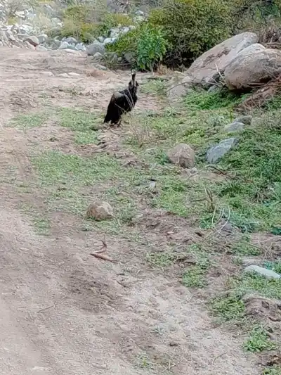 Un cóndor andino fue visto en el camino al dique de Olta y nadie sabe qué le pasó