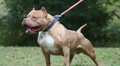 Un pitbull lo mordió en la vía pública y la Policía multó al dueño: qué pasó en 500 Viviendas