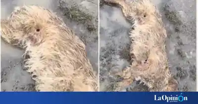 Impactante video: aparecen perros baleados en Ayres Argentinos y los vecinos claman por justicia