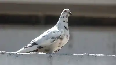 Palomas en Santa Fe: la especialista que revela qué hacer (y qué jamás) para convivir con ellas