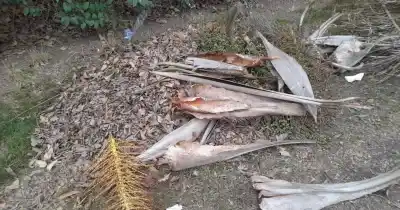 Vecinos de Villa Elvira hartos: las ramas podadas siguen en la calle 619 y nadie las levanta