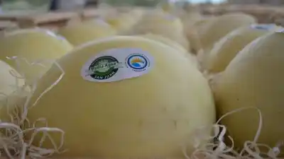 Melón en Sarmiento: el 80% de los productores alquila tierras y necesitan 4 millones por hectárea