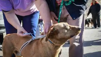 Agosto a pura salud animal: Guaymallén lanza un calendario completo de castraciones y vacunas gratuitas