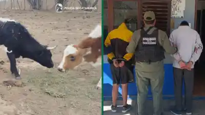 Cruzaron la frontera provincial con el ganado robado: el operativo que terminó en Tucumán