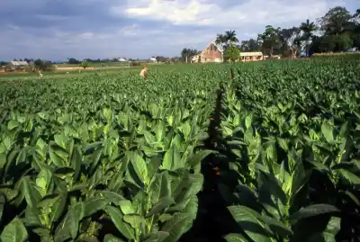 El reclamo que sacude al tabaco salteño: evasión y contrabando amenazan al FET