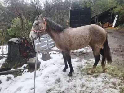 Otro caballo suelto en Bustillo: el peligro que nadie quiere ver en las rutas de Bariloche