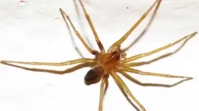 Alerta en Jujuy: estas son las arañas que podés encontrar con el calor y cómo evitar mordeduras