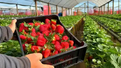 De 15.000 a 120.000 plantas: la apuesta familiar que revoluciona la frutilla en Misiones
