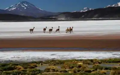 El mapa oculto de Catamarca: dos departamentos ya superan el límite legal de tierras en manos extranjeras