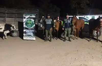 Esperaron escondidos entre la maleza: así cazaron a los cuatreros que robaban animales en Tapia