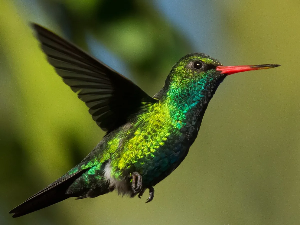 Picaflor Verde - eBird