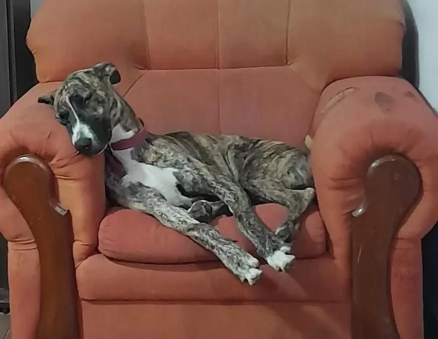 Almendra, la perrita perdida en San Pedrito