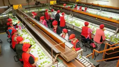 Atención productores frutícolas: agosto es el mes clave para renovar el Renspa y asegurar la exportación