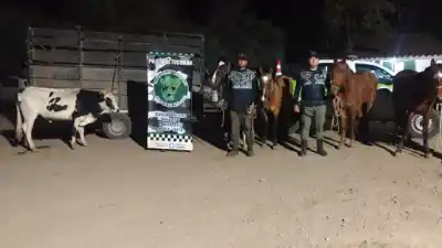 Los sorprendentes detalles del operativo que recuperó animales robados en Tucumán